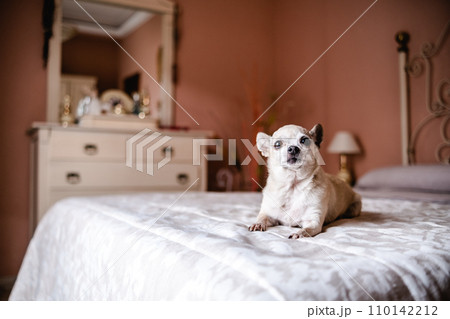 Cute white chihuahua dog sitting on cozy bed in bedroom 110142212