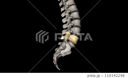 The L4 and L5 are the lowest vertebrae, or spinal bones, in the lumbar spine 110142296