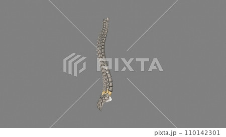 The L4 and L5 are the lowest vertebrae, or spinal bones, in the lumbar spine The L4 and L5 are the lowest vertebrae, or spinal bones, in the lumbar spine 110142301