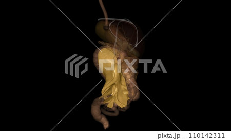 Mesentery,Transverse Mesocolon and Sigmoid Mesocolon 110142311