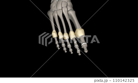 Metatarsophalangeal joint capsule Metatarsophalangeal joint capsule 110142325