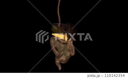 The pancreas is an organ of the digestive system and endocrine system of vertebrates 110142354