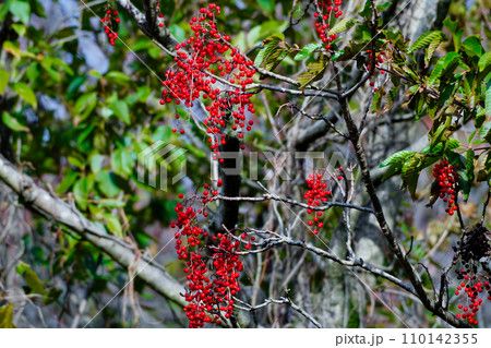ヤナギ科イイギリの赤い果実 110142355