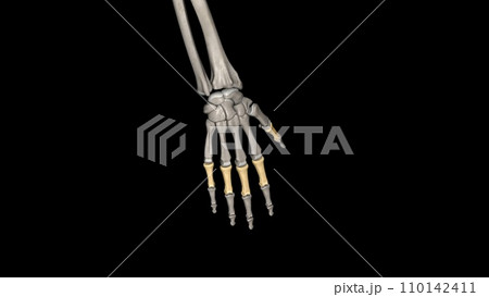 the proximal, or first bone, in the fingers when counting from the hand to the tip of the finger 110142411