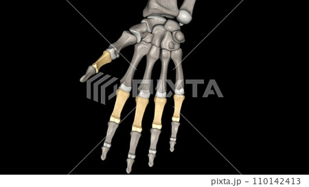 the proximal, or first bone, in the fingers when counting from the hand to the tip of the finger 110142413