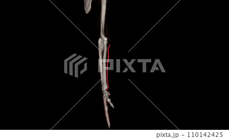 The radial artery is one branch of the brachial artery, a major blood vessel in the upper arm The radial artery is one branch of the brachial artery, a major blood vessel in the upper arm 110142425