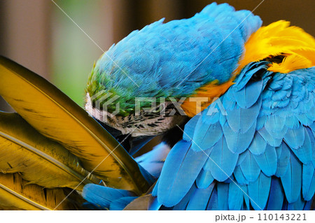 カラフルなコンゴウインコ カラフルなコンゴウインコ 110143221