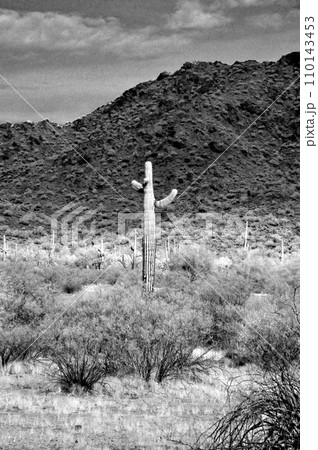 Sonora Desert Arizona in Infrared Sonora Desert Arizona in Infrared 110143453