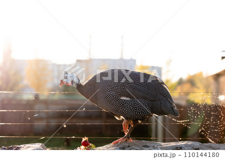 In summer, guinea fowl walk in the park, close-up against the backdrop of the city. Wild bird on a walk In summer, guinea fowl walk in the park, close-up against the backdrop of the city. Wild bird on a walk 110144180