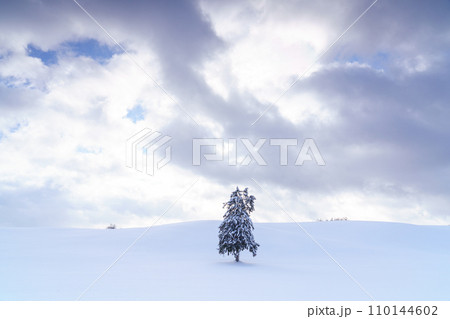 富良野 雪原に立つ春よ来いの木 厳冬期北海道観光 富良野 雪原に立つ春よ来いの木 厳冬期北海道観光 110144602