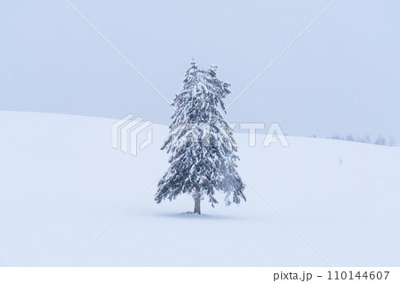 富良野　雪原に立つ春よ来いの木　厳冬期北海道観光 110144607