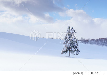 富良野 雪原に立つ春よ来いの木 厳冬期北海道観光 富良野 雪原に立つ春よ来いの木 厳冬期北海道観光 110144608