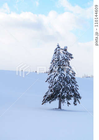 富良野　雪原に立つ春よ来いの木　厳冬期北海道観光 110144609