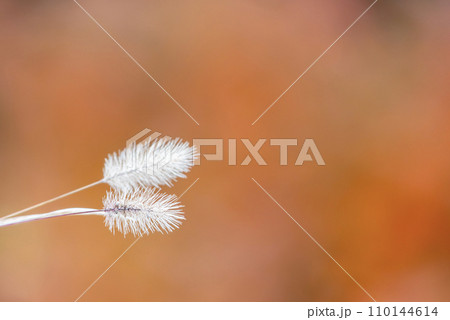 冬枯れの白いエノコログサ 110144614