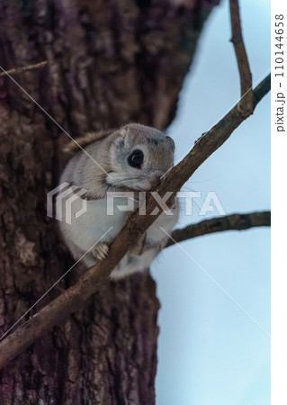 エゾモモンガ 北海道の可愛い野生動物 エゾモモンガ 北海道の可愛い野生動物 110144658