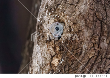 エゾモモンガ　北海道の可愛い野生動物 110144661