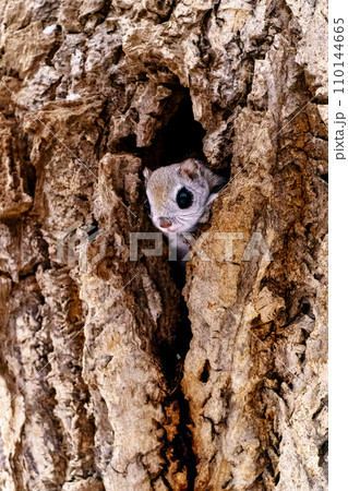 エゾモモンガ 北海道の可愛い野生動物 エゾモモンガ 北海道の可愛い野生動物 110144665