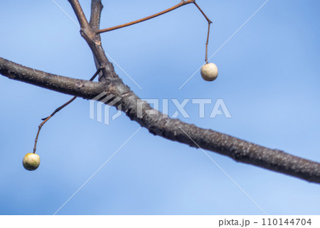冬の散歩　センダンの実 110144704