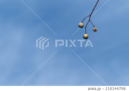 冬の散歩　センダンの実 110144706