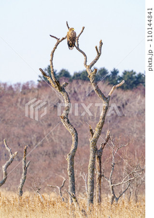 オジロワシ 北海道の野生動物(道東別海町 走古丹) オジロワシ 北海道の野生動物(道東別海町 走古丹) 110144841