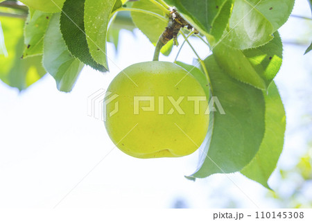 果樹園に実った梨の果実 鳥取県 青梨 110145308