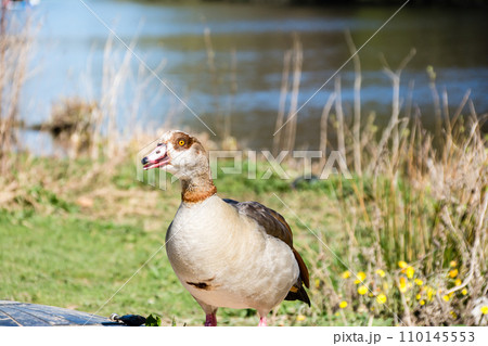 明るい日差しの下の公園を散歩するエジプトガン ロンドン郊外のオスタリーパークにて 明るい日差しの下の公園を散歩するエジプトガン ロンドン郊外のオスタリーパークにて 110145553