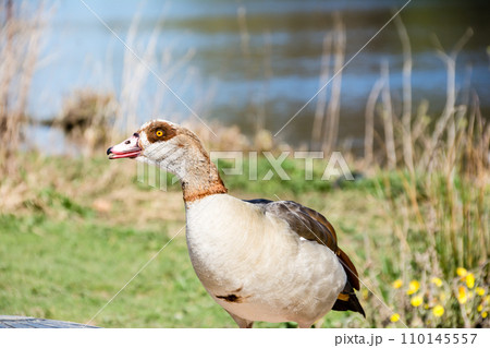 明るい日差しの下の公園を散歩するエジプトガン ロンドン郊外のオスタリーパークにて 明るい日差しの下の公園を散歩するエジプトガン ロンドン郊外のオスタリーパークにて 110145557
