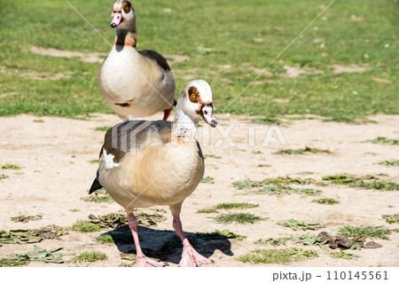 明るい日差しの下の公園を散歩するエジプトガン　ロンドン郊外のオスタリーパークにて 110145561