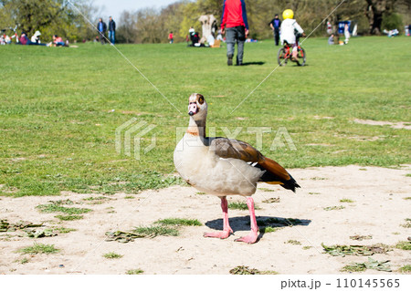 明るい日差しの下の公園を散歩するエジプトガン ロンドン郊外のオスタリーパークにて 明るい日差しの下の公園を散歩するエジプトガン ロンドン郊外のオスタリーパークにて 110145565