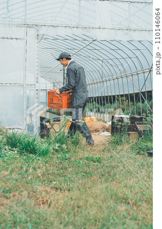 vegetable field 110146064