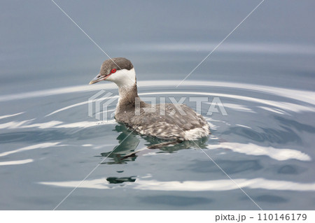 越冬のために青森県にやってきたミミカイツブリ 110146179