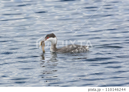 小魚を捕まえたミミカイツブリ 小魚を捕まえたミミカイツブリ 110146244