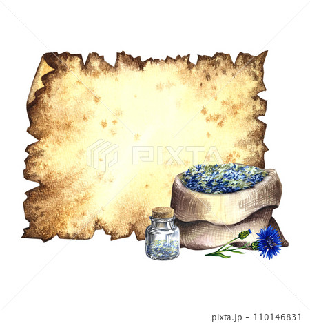 Old parchment for inscriptions with medicinal cornflower, useful herbs, dried, crushed. A hand-drawn watercolor illustration For pharmacy preparations and spa care. 110146831