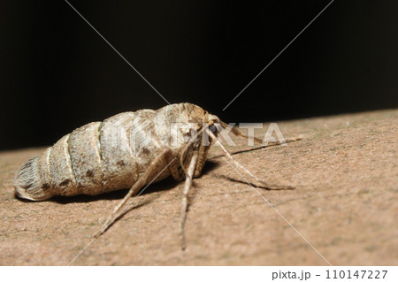 フユシャクの一種（メス） 110147227