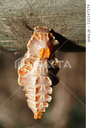 ジャコウアゲハの蛹 110147374