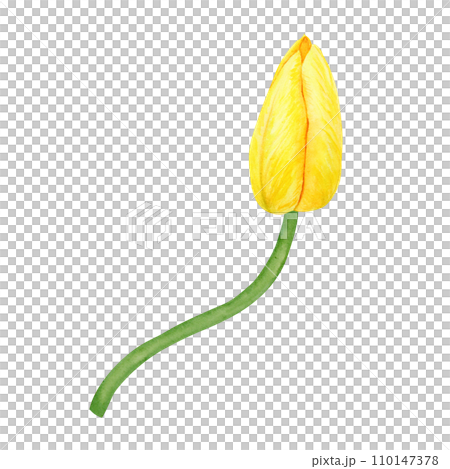 Yellow tulip. Watercolor hand drawn illustration of spring symbol, golden flower. Clip art for Easter, Mothers Day, Womens Day, March 8 cards, wedding, farmer and floristic prints, travelbook, packing 110147378