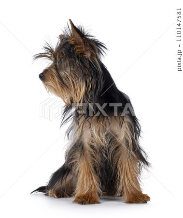 Yorkshire Terrier pup on white Yorkshire Terrier pup on white 110147581