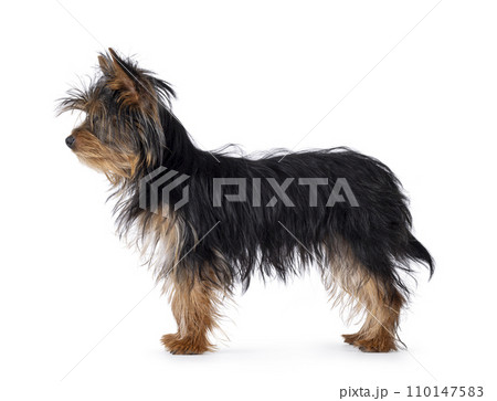 Yorkshire Terrier pup on white Yorkshire Terrier pup on white 110147583