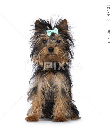 Yorkshire Terrier pup on white Yorkshire Terrier pup on white 110147589