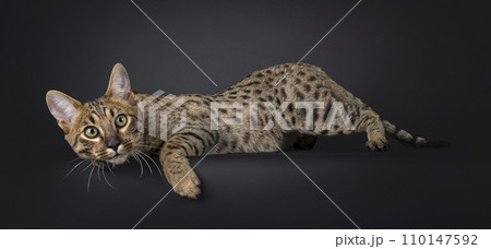 Savannah cat on black Savannah cat on black 110147592