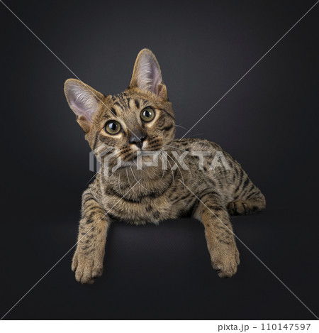 Savannah cat on black Savannah cat on black 110147597