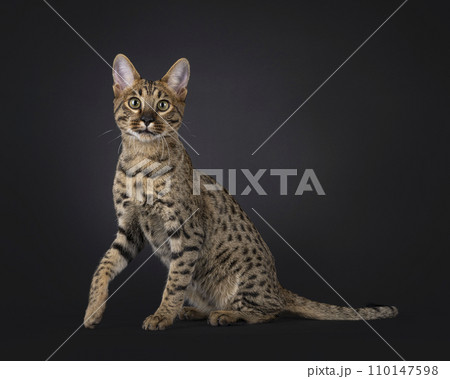 Savannah cat on black 110147598