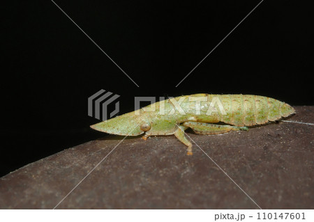 冬のコミミズクの幼虫 冬のコミミズクの幼虫 110147601