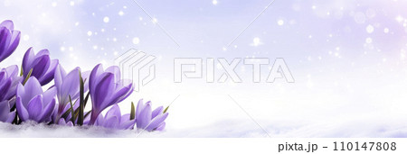 Purple crocus flowers in snow on blue sky background with bokeh. Banner with flowers. Greeting card template. Purple crocus flowers in snow on blue sky background with bokeh. Banner with flowers. Greeting card template. 110147808