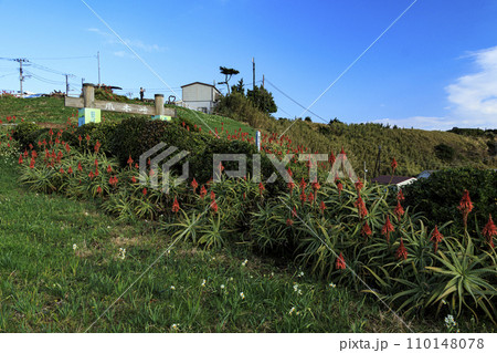 野水仙の群生地の静岡県下田市爪木崎の冬（水仙・スイセン祭りとアロエ）早春のイメージ 110148078