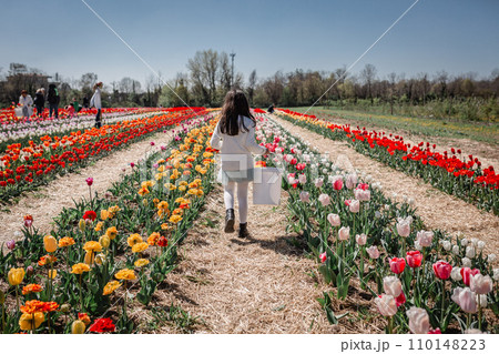 rear view of girl in white top walking in tulip field with bucket full of collected flowers 110148223