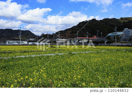伊豆半島の静岡県賀茂郡南伊豆町の元気な百姓達の菜の花畑の冬 110148652