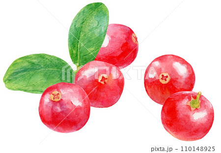 水彩　クランベリーのカットイラスト 110148925