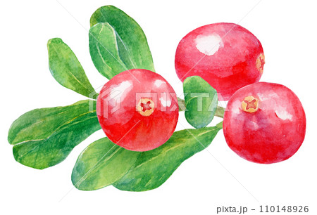 水彩画　フレッシュなクランベリー　葉の上に3粒の実 110148926