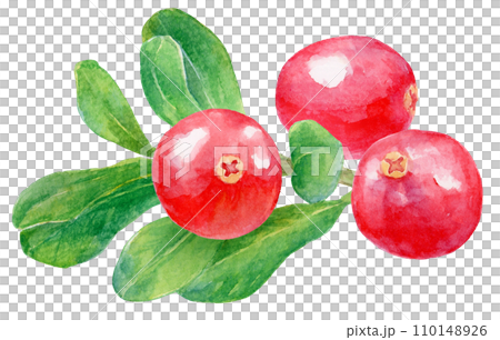 水彩画　フレッシュなクランベリー　葉の上に3粒の実 110148926